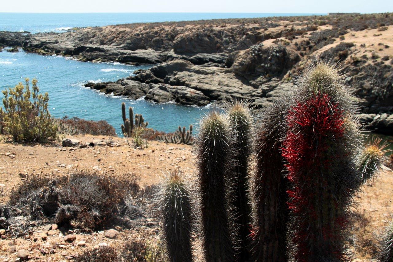 huentelauquen-cactus